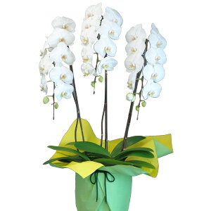 yɓ͂zӒ(R`E)3{30ֈȏy\Ώۏiz Ӓ j P ɓ͂邨ԉyzi6j z