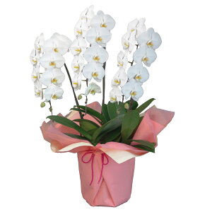 yɓ͂zӒ(R`E)3{30ֈȏy\Ώۏiz Ӓ j P ɓ͂邨ԉyzi7j z