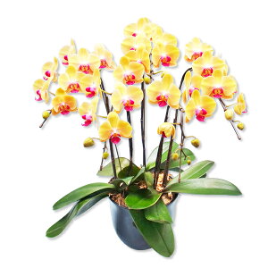 y̓zEW!Ŗm̃~fB5{~fBӒ Ӓ j P ɓ͂邨ԉ z