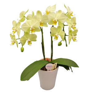 y̓zEW!Ŗm̃J[[2{~fBӒ Ӓ j P ɓ͂邨ԉ z