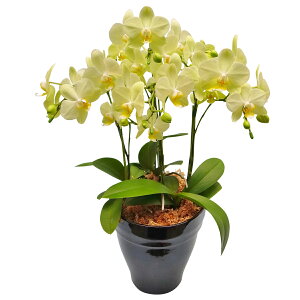 y̓zEW!Ŗm̃J[[3{~fBӒ Ӓ j P ɓ͂邨ԉ z