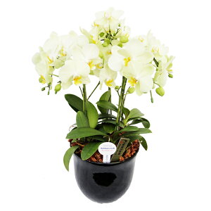 y̓zEW!Ŗm̃J[[5{~fBӒ Ӓ j P ɓ͂邨ԉ z