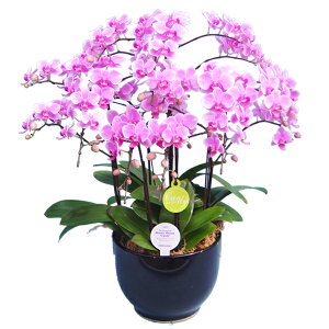 y̓zEW!Ŗm̃LfB[5{~fBӒ Ӓ j P ɓ͂邨ԉ z