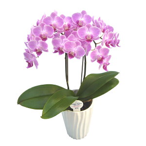 y̓zEW!Ŗm̃`[2{~fBӒ Ӓ j P ɓ͂邨ԉ z