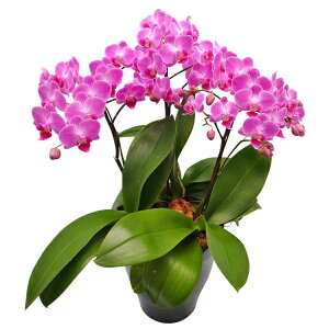 y̓zEW!Ŗm̃`[3{~fBӒ Ӓ j P ɓ͂邨ԉ z