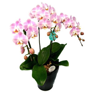 y̓zEW!Ŗm̃GKX3{~fBӒ Ӓ j P ɓ͂邨ԉ z