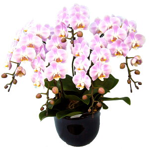 y̓zEW!Ŗm̃GKX5{~fBӒ Ӓ j P ɓ͂邨ԉ z