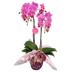 y̓z{t[EIuEUEC[܁~fBӒsN2{C~݁yz Ӓ j P ɓ͂邨ԉ z