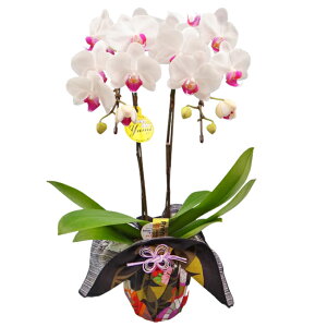 y̓z{t[EIuEUEC[܁~fBӒԃbv2{C~݁yz Ӓ j P ɓ͂邨ԉ z