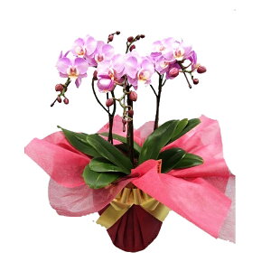 y̓zEW!Ŗm̃}}h[3{~fBӒ Ӓ j P ɓ͂邨ԉ z