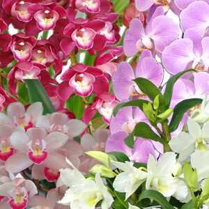 yɓ͂zm܂20,000~t@mvVXiӒj~j}CNӒ~fByy_NxzӒ j P ɓ͂邨ԉ z