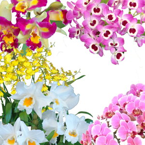 y̓Mtgzm܂4,000~t@mvVXiӒj~j}CNӒ~fBԒaӒt[Ӓ j P ɓ͂邨ԉ z