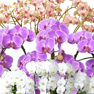 yɓ͂zyhVMtgznCO[hIm܂50,000~t@mvVXӒR`E~j}CN~fBӒ j P ɓ͂邨ԉ z