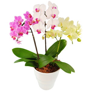 y̓zEW!Ŗm̂܂MIX3{~fBӒ Ӓ j P ɓ͂邨ԉ z