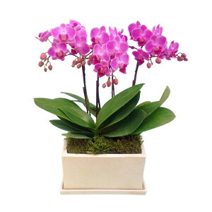 y̓zEW!Ŗm̃~fB3{IWi픫sNn~fBӒ Ӓ j P ɓ͂邨ԉ z