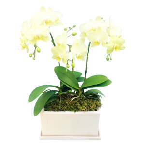 【母の日】☆世界ラン展多数受賞!椎名洋ラン園のミディ3本立オリジナル陶器鉢■送料無料■ミディ胡蝶蘭 胡蝶蘭 お祝い 輝花 あすに届けるお花屋さん 翌日配送