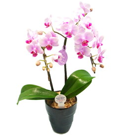 楽天市場 胡蝶蘭 ランラン 花 観葉植物 花 ガーデン Diy の通販