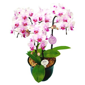 y̓zEW!Ŗm̃3{~fBӒsNnӒ j P ɓ͂邨ԉ z