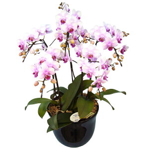 y̓zEW!Ŗm̃5{~fBӒ Ӓ j P ɓ͂邨ԉ z