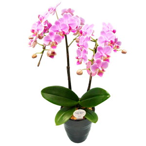 y̓zEW!Ŗm̃2{~fBӒ Ӓ j P ɓ͂邨ԉ z