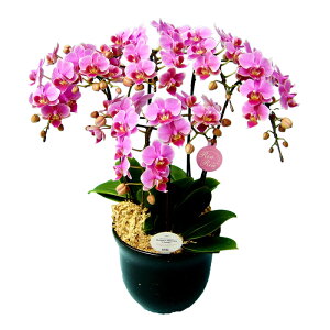 y̓zEW!Ŗm̃5{~fBӒ Ӓ j P ɓ͂邨ԉ z