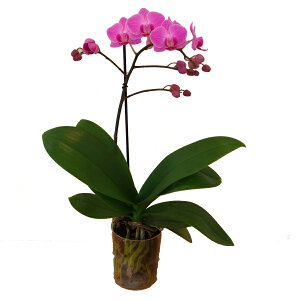 yhVMtgzJWAӒ(R`E)uinyourroomvSingle(1{)~jE~fB}CNӒyy_NxzӒ j P ɓ͂邨ԉ z