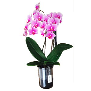 y̓zEW!Ŗm̃~fBӒ^u[|bg2{ Ӓ j P ɓ͂邨ԉ z