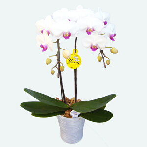 y̓zEW!Ŗm̃~2{~fBӒ Ӓ j P ɓ͂邨ԉg z