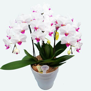 y̓zEW!Ŗm̃~3{~fBӒgӒ j P ɓ͂邨ԉ z