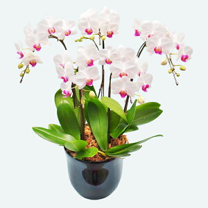 y̓zEW!Ŗm̃~5{~fBӒ Ӓ j P ɓ͂邨ԉ z