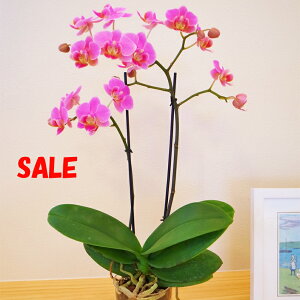 {t[EIuEUEC[܁JWAӒ(R`E)uinyourroomvDouble(2{)~jE~fB}CNӒyy_NxzӒ j P ɓ͂邨ԉ