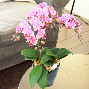 y̓zEW!Ŗm̃3{~fBӒsNnӒ j P ɓ͂邨ԉ z