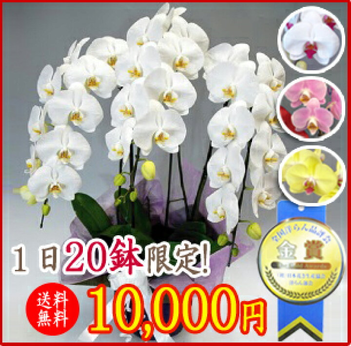 楽天市場 胡蝶蘭 3本立ち 27輪 10 000円 選べる4色 あす楽 送料無料 札 ラッピング無料 木札 白 ピンク 赤リップ 黄色 コチョウラン 鉢花 開店祝い お祝い 花 誕生日 還暦 米寿 開院 開業 移転 当選 就任 昇進 退職 お供え 贈り物 フラワーギフト