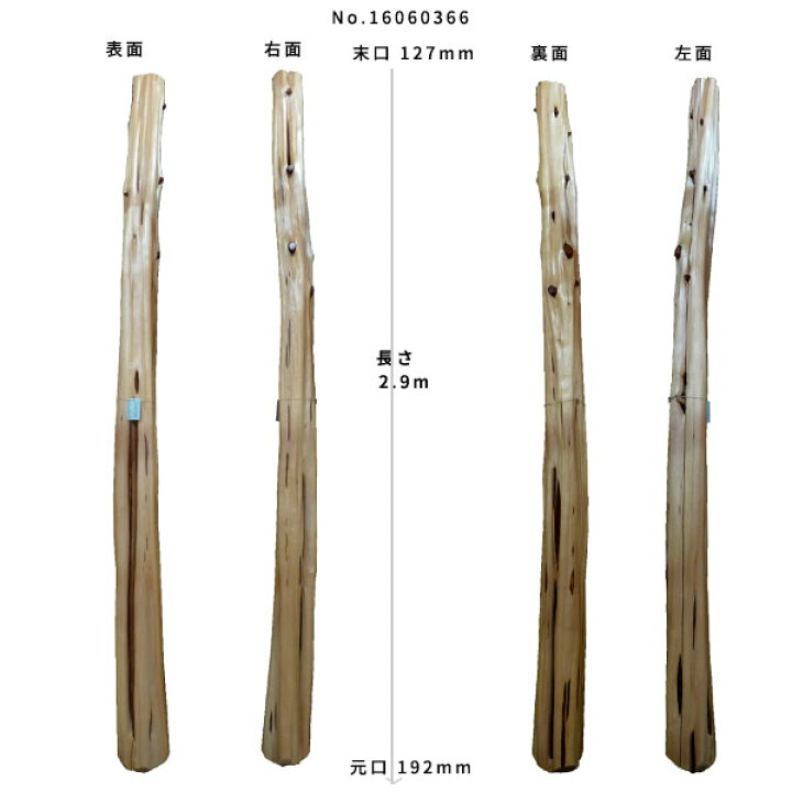 楽天市場】【変木】榁（ムロ） 長さ2.9m 末口幅127mm 16060366 ΔDIY 