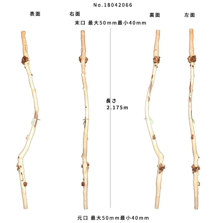 楽天市場】【変木】モミジ 長さ2.1m 末口幅45mm 18042066 ΔDIY 木材 