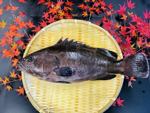 高級 魚 刺身 その他の魚介類の人気商品 通販 価格比較 価格 Com