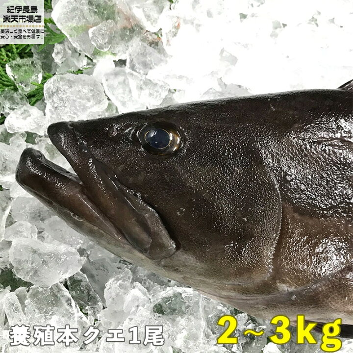 楽天市場 コロナ 応援食 本クエ 1尾 養殖活き〆 2kg 3kg前後 クエ 本クエ 高級魚 一尾 クエ鍋 クエしゃぶ しゃぶしゃぶ 刺身 海鮮鍋 新鮮 海鮮 グルメ 美味しい おいしい おすすめ 人気 ギフト 贈答 国産 愛媛県産 お中元 正月 お歳暮 御祝 内祝 紀伊長島 楽天市場店