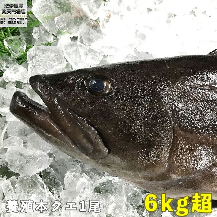 楽天市場 コロナ 応援食 本クエ 1尾 養殖活き〆 6kgオーバー クエ 本クエ 高級魚 一尾 クエ鍋 クエしゃぶ しゃぶしゃぶ 刺身 海鮮鍋 新鮮 海鮮 グルメ 美味しい おいしい おすすめ 人気 ギフト 贈答 国産 三重県産 愛媛県産 お中元 正月 お歳暮 御祝 内祝 楽天最大