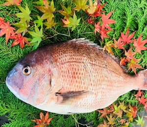 鯛 1kg 魚の通販 価格比較 価格 Com