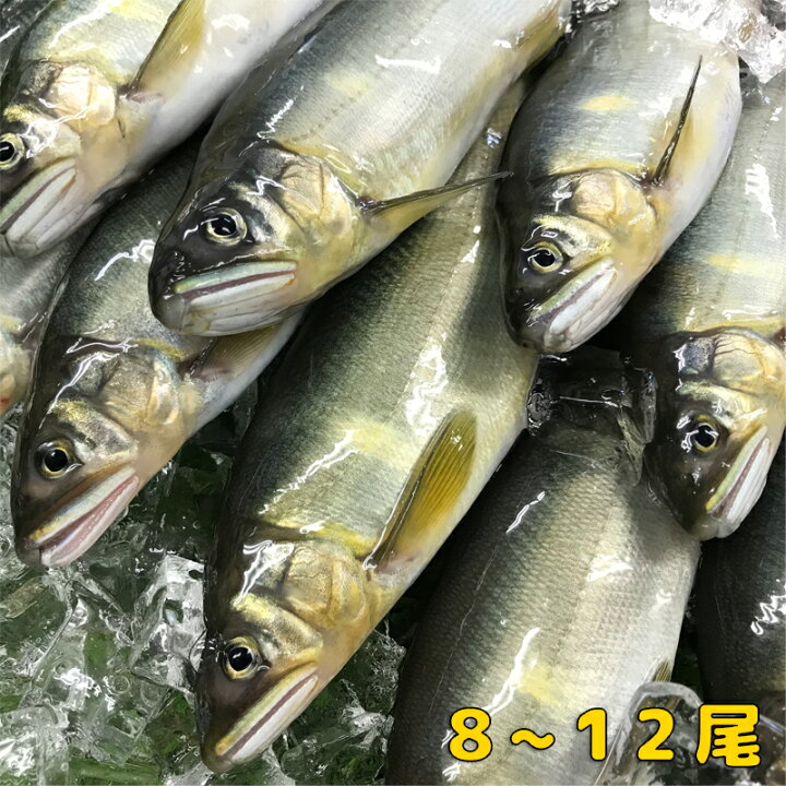 楽天市場 送料無料 三重県産あゆ 1kg 8 12尾 あゆ アユ 鮎 川魚 三重県産 宮川 冷凍 焼き魚 塩焼き グルメ 魚介 絶品 おすすめ おいしい 美味しい お取り寄せ 買いまわり ポイント消化 紀伊長島 楽天市場店