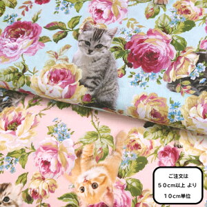 LgQCg@V[`O@Roses meet Kittens@@CNWFbgvg