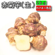 【わけあり商品】菊芋 2kg 【商品説明文をご参照ください】（北海道産 遠別産 無農薬 化学肥料不使用 生 …