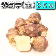 今話題の菊芋 5kg （北海道産 遠別産 無農薬 化学肥料不使用 生 土付き 赤菊芋 健康 イヌリン 水溶性食物…