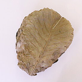 楽天市場 柏餅 葉の通販