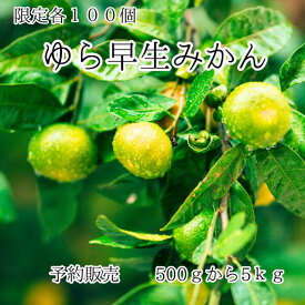 みかん 和歌山県産 ゆら早紀 みかん 訳あり 選べる容量 令和8年11月より発送 甘い ギフト 産地直送 和歌山 みかん mikann スイーツ ご家庭用 贈答用 お取り寄せ 送料無料 森秀農園 KIMARU