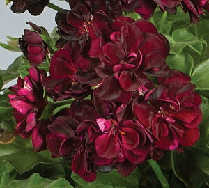 PACДdACr[[jE Vr@g~[@9cm|bgc