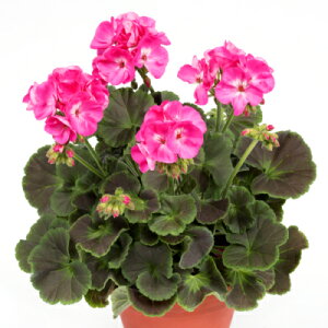 PACЃJ[[t[jE `R[g@sN@@9cm|bgc