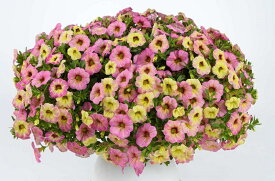 カリブラコア アマービレ オンブルピンク　9cmポット苗（咲く時期により花色が変わります。）