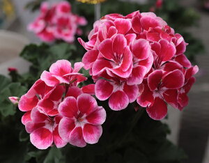 ZN^ЍŐV[jE [Cg@CjA@@9cm|bgc