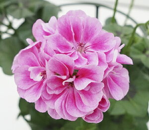 ZN^ЍŐVACr[[jE C@tXeBsN@@10.5cm|bg2Nڕc